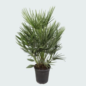 Chamaerops Humilis - 100 cm