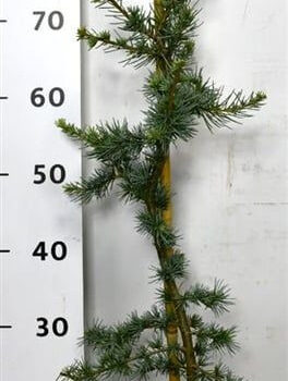 Cedrus l. 'Glauca'