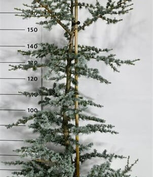 Cedrus libani "'Horstmann"