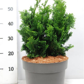 Chamaecyparis o. 'Nana Gracilis'