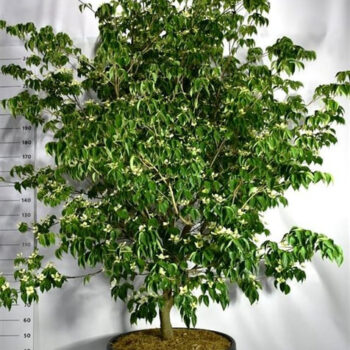 Cornus kousa 'Sternenhimmel'