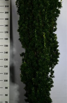 Taxus b. 'Fastigiata Aurea'