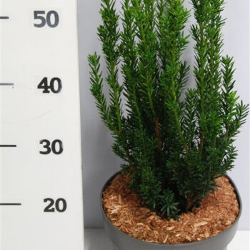 Taxus media 'Hillii'