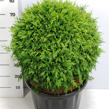 Thuja occ. &#039;Brabant&#039;