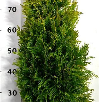 Thuja pl. '4 Evergoldy"