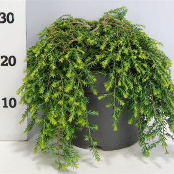 Tsuga can. 'Cole Prostrate'