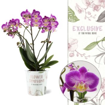 Flower Symphony | Sunca Pula | Phalaenopsis 3 spike