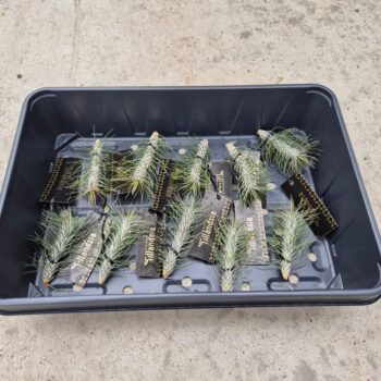 Tillandsia Funkiana "Straight" met Label