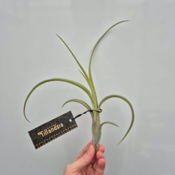Tillandsia Intermedia L met Label
