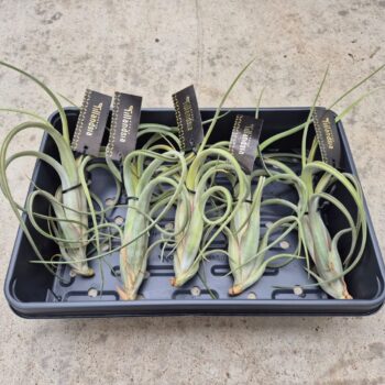 Tillandsia Intermedia XL met Label