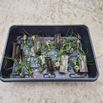 Tillandsia Bulbosa L met Label