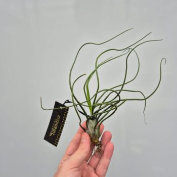 Tillandsia Bulbosa XL met Label