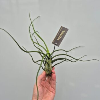 Tillandsia Bulbosa Giant met Label