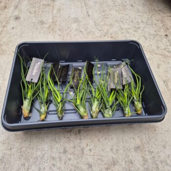 Tillandsia Bulbosa "Upright" L met Label