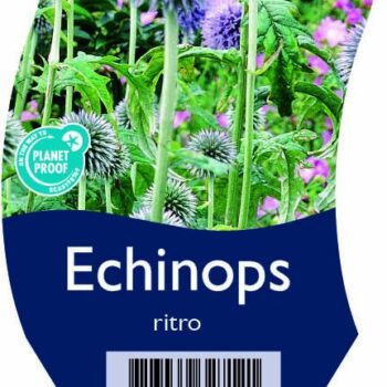 Echinops ritro