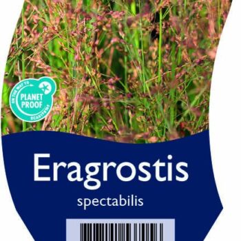 Eragrostis spectabilis