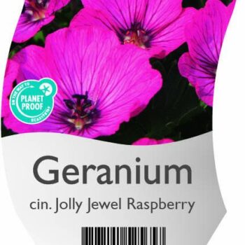 Geranium cin. Jolly Jewel Raspberry