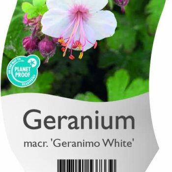 Geranium macr. 'Geranimo White'
