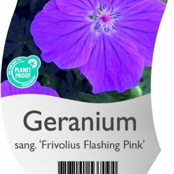 Geranium sang. 'Frivolius Flashing Pink'