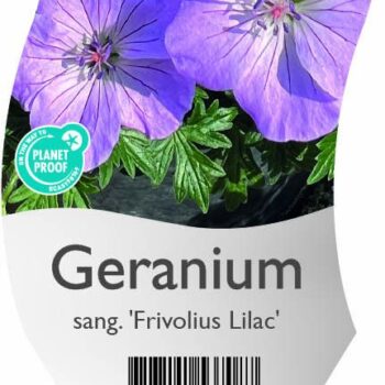 Geranium sang. 'Frivolius Lilac'