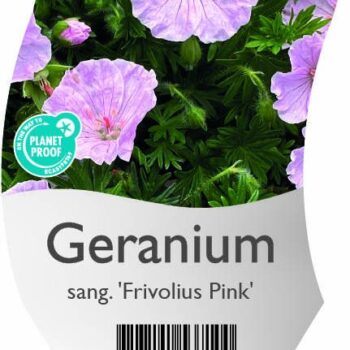 Geranium sang. 'Frivolius Pink'