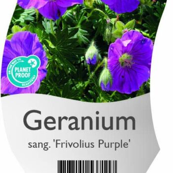 Geranium sang. 'Frivolius Purple'