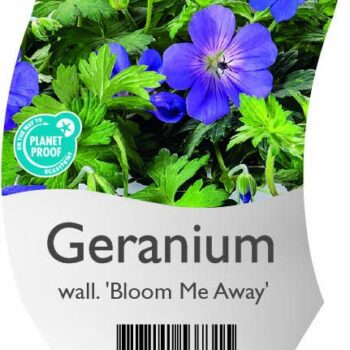 Geranium wall. 'Bloom Me Away'