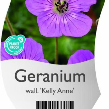 Geranium wall. 'Kelly Anne'