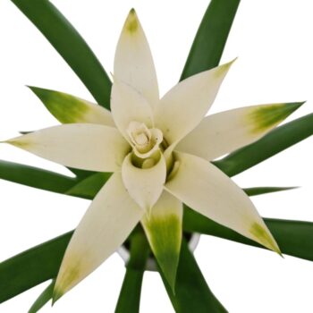 Guzmania Froozen (White)