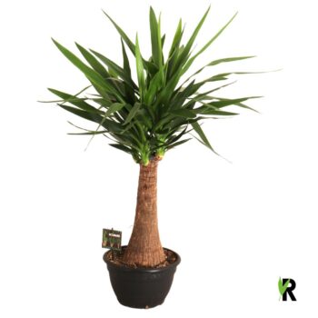 Yucca elephantipes zware rechte stam