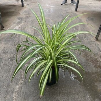 Chlorophytum commosum variegatum 15/19 h40