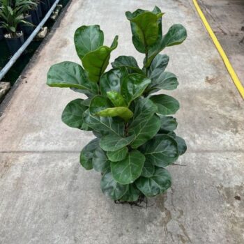 Ficus lyrata bambino 3pp 25/19 h80