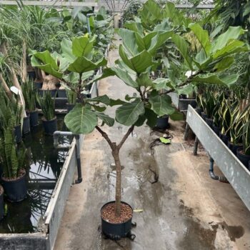 Ficus lyrata stam 25/19 h170