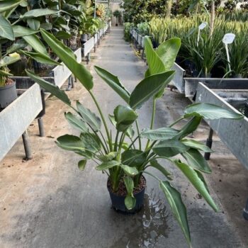 Strelitzia reginae 3pp 25/19 h120