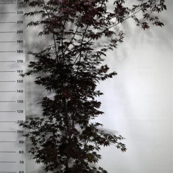 Acer pal.'Black Lace'