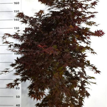 Acer pal. 'Bloodgood'