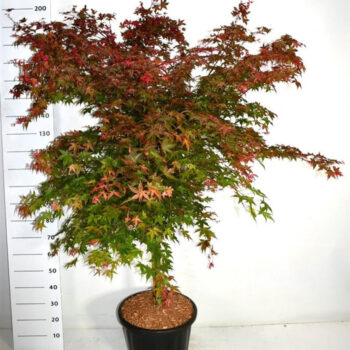 Acer pal. 'Beni-maiko'