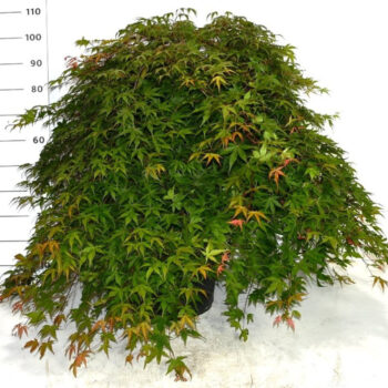 Acer pal. 'Cascade Ruby'