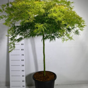 Acer pal. 'Dissectum'