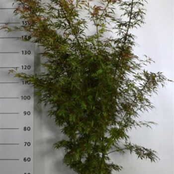 Acer pal. 'Jerre Schwartz'