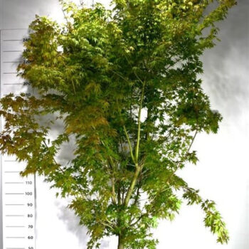 Acer pal. 'Sangokaku'