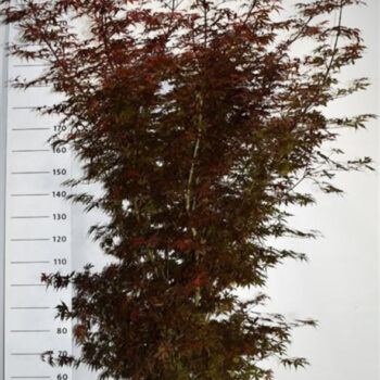 Acer pal. 'Skeeter's Broom'