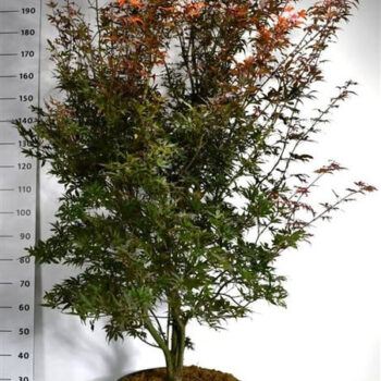 Acer pal. 'Skeeter's Broom'