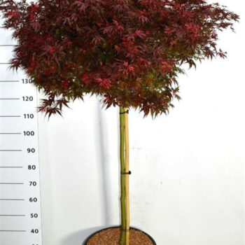 Acer pal. 'Shaina'