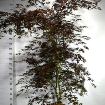 Acer pal. 'Sumi-nagashi'