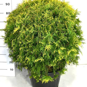 Thuja occ. 'Golden Globe'