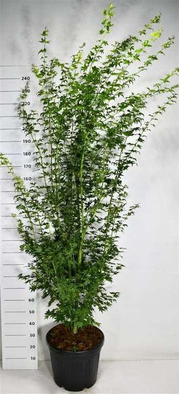 Acer pal. 'Going Green'