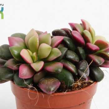 Annecampseros Tricolor