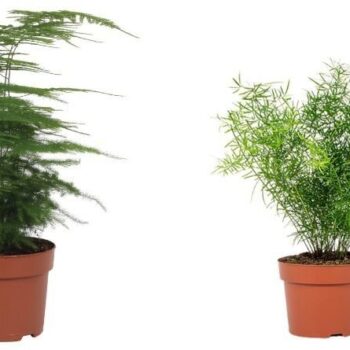 Asparagus Mix - Plumosus en Sprengerii