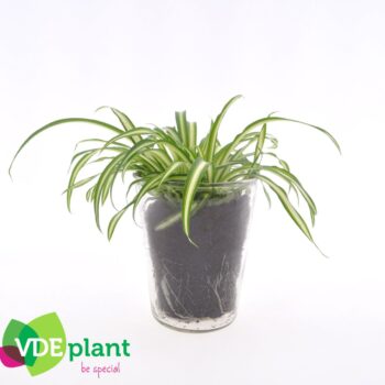 Fresh Green mix in Vaasglas